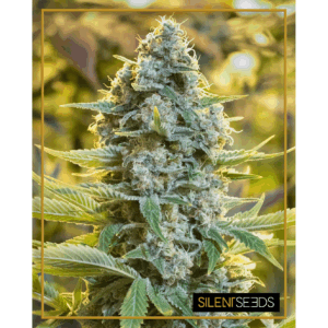 Moby Dick Fem