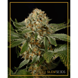 OG Kush Fem
