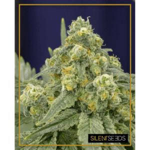 White Widow Fem