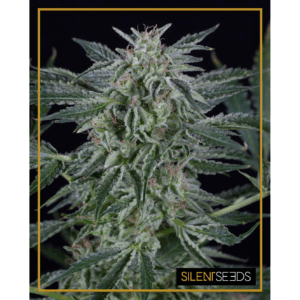 Critical Jack Auto
