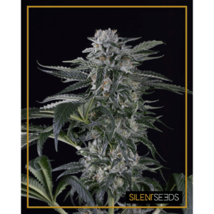 Moby Dick Auto