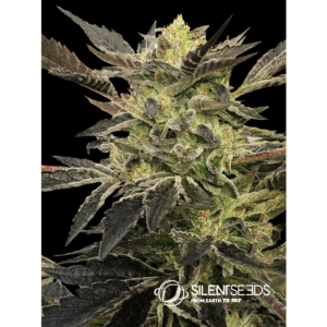 Pink Sunset Auto