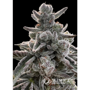 Polar Gelato Fem