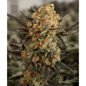 Gorilla Cookies Auto