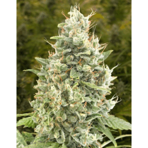 Gorilla Zkittlez Auto