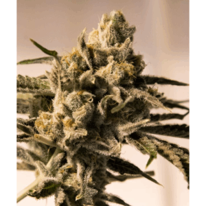 Cherry Pie Fast Fem