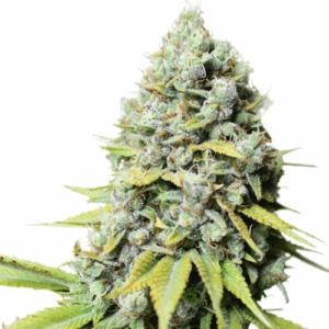 Kosher Haze Reg