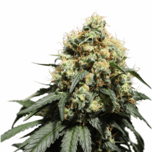 Bruce Lemon Diesel Fem