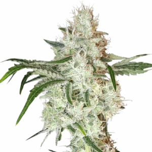 Lemon O.G. Fem