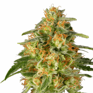 TnT Trichome Fem