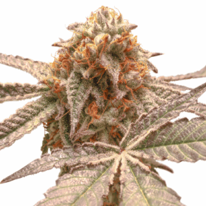 Purple OG Punch Fem