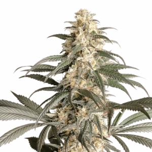 Black Lebanon Fem