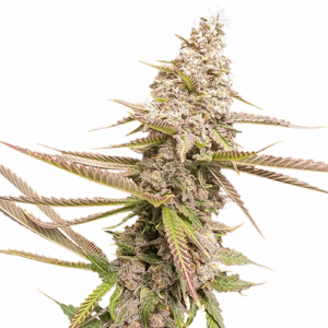 Strawberry Cookies Fem