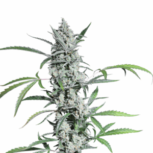 Auto Fat Pete's Cookies