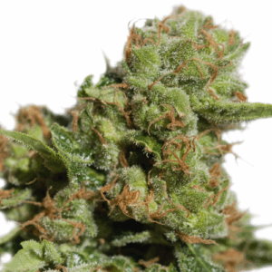 Auto Bruce Lemon Diesel