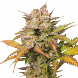 Auto Sweet Bourbon Kush