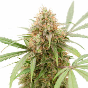 Auto AK Triple Haze
