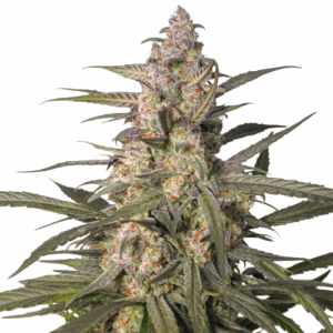 Auto Northern Dragon Fuel