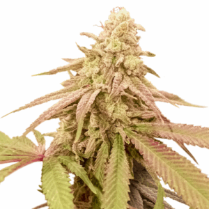 Auto Purple OG Punch