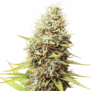 Sour Tangie Dawg Reg