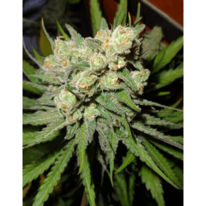 Money Maker Fem