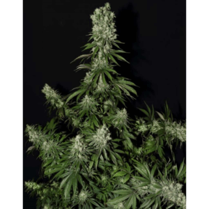 White Strawberry Skunk Fem