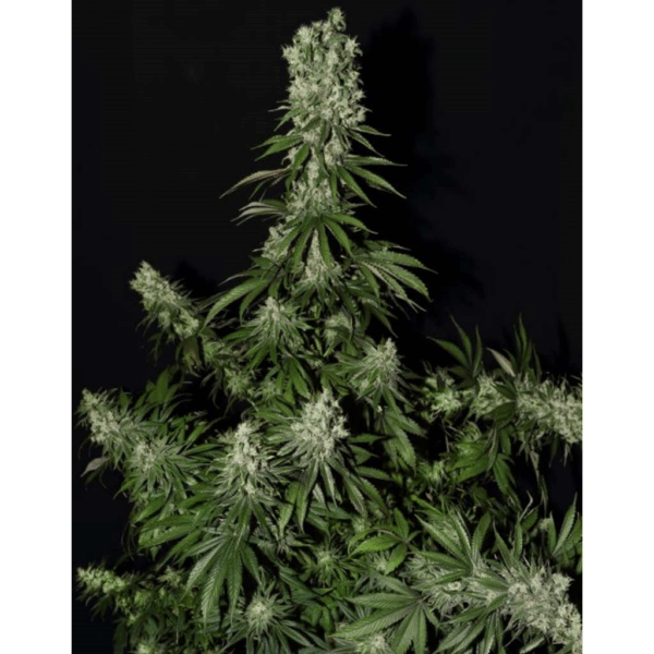 White Strawberry Skunk Fem