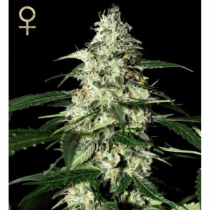 Skunk Auto
