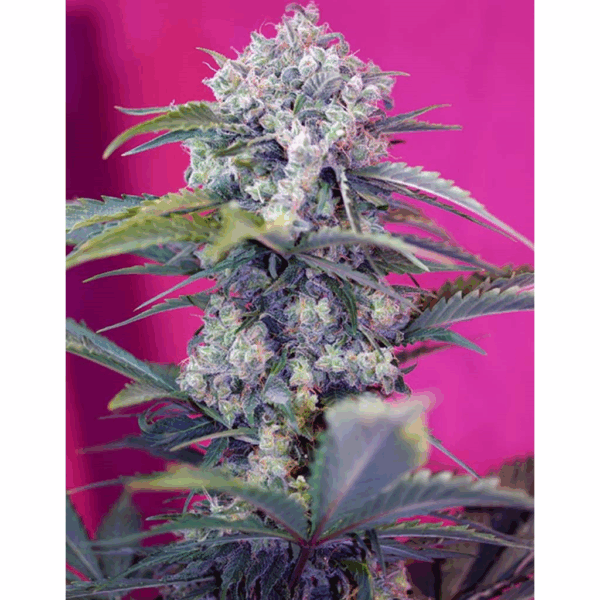 Auto Cream Mandarine