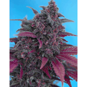 Auto Dark Devil