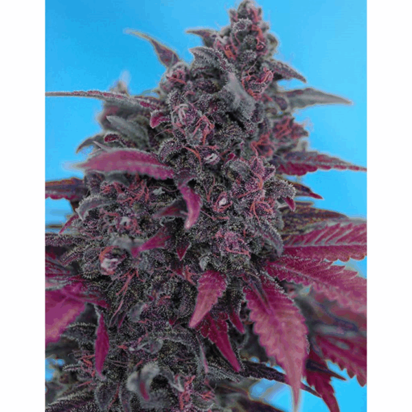 Auto Dark Devil