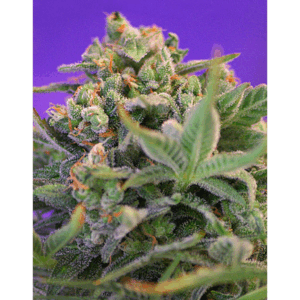 Sweet Cheese Fast Version Fem