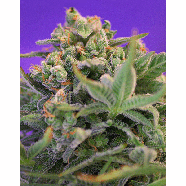 Sweet Cheese Fast Version Fem
