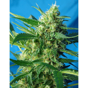 Auto NYC Diesel
