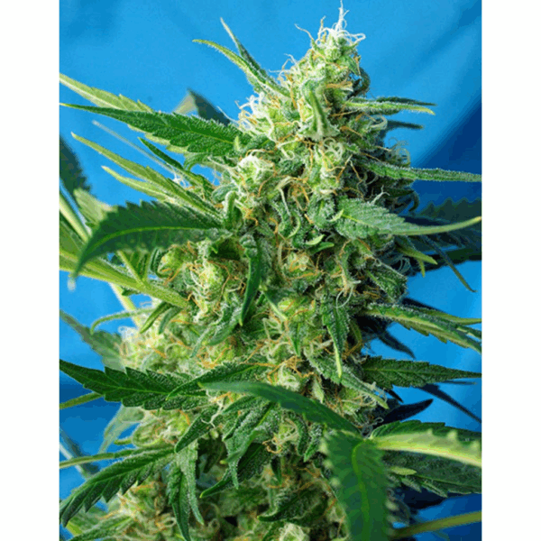 Auto NYC Diesel
