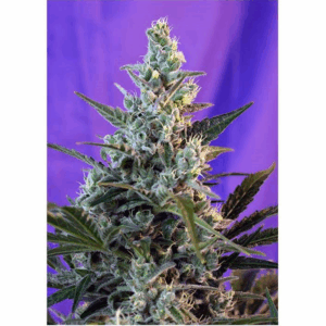 Sweet Skunk Fast Version Fem