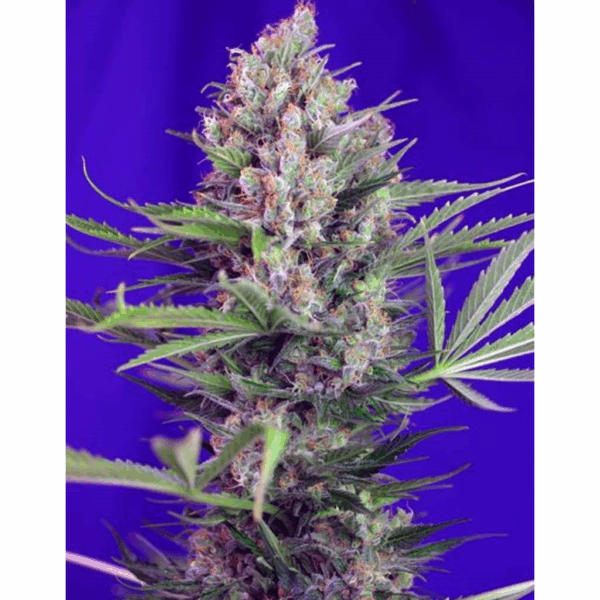 Cream Mandarine Fast Version Fem