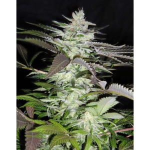Black Jack Fem