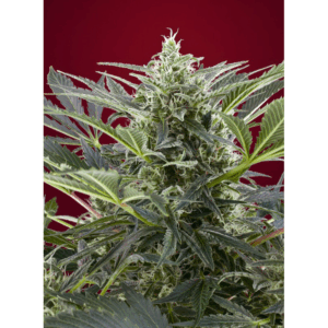 Cream 47 Fem