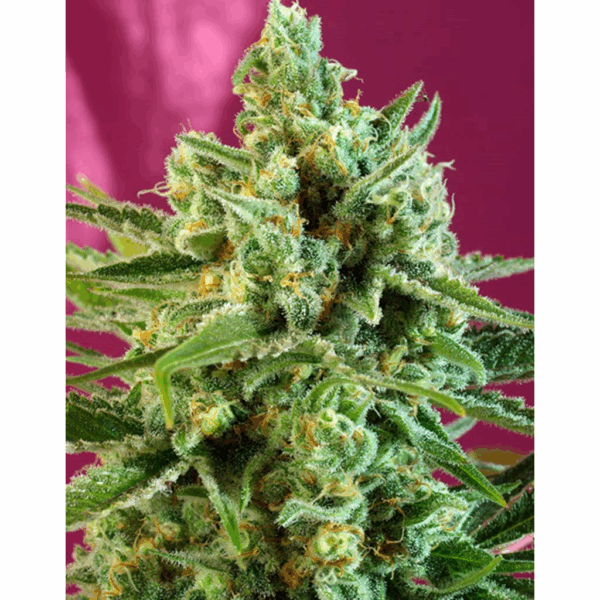 S.A.D CBD Fem