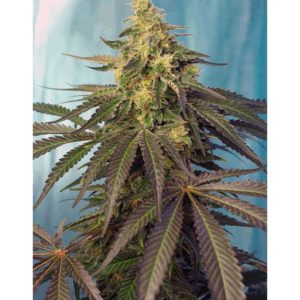Cream Caramel CBD Fem