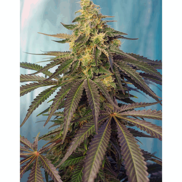 Cream Caramel CBD Fem