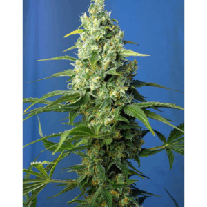 Auto Honey Peach CBD