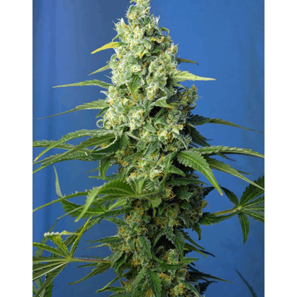Auto Honey Peach CBD
