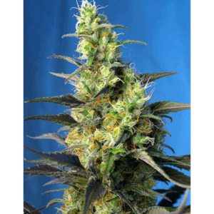 NYC Diesel CBD Fem