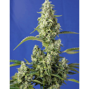 Auto Gorilla Girl XL