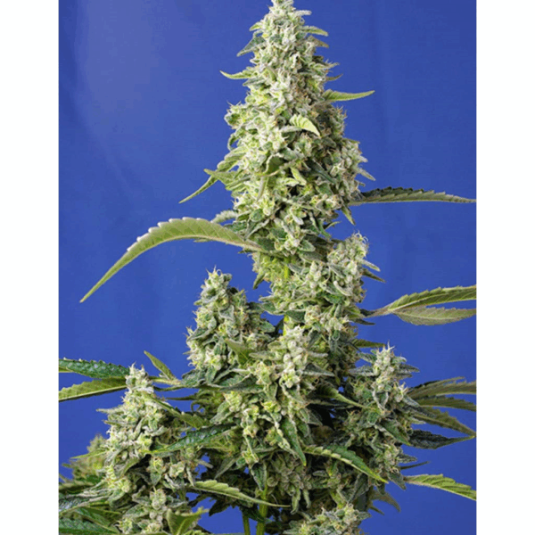 Auto Gorilla Girl XL