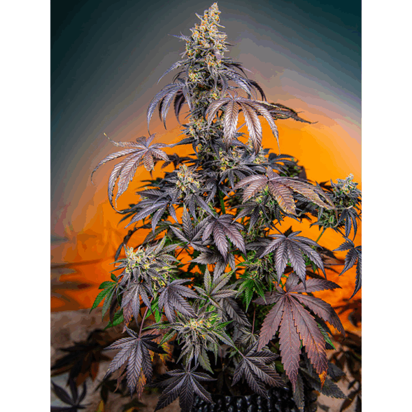 Auto Red Gorilla Girl XL
