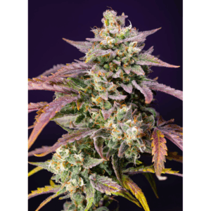 Auto Purple Punch OG XL