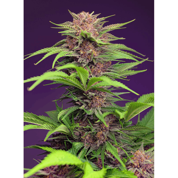 Auto Red Mimosa XL